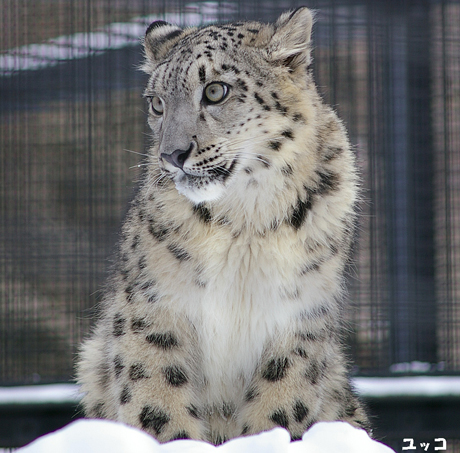 円山動物園 ユキヒョウ ユッコ