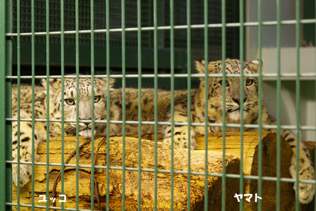 円山動物園　ユキヒョウ ユッコ ヤマト