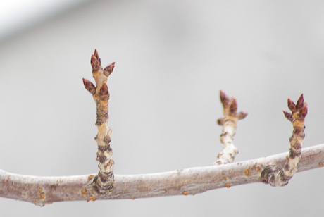 八重桜