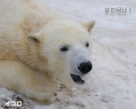 雪食べ