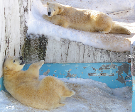 円山動物園 ホッキョクグマ イコロ キロル