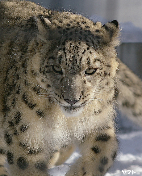 円山動物園-ヤマト