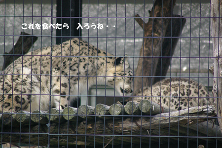 馬肉持ち上げ