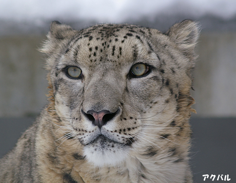 円山動物園　ユキヒョウ アクバル リーベ