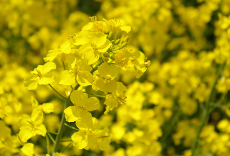 菜の花