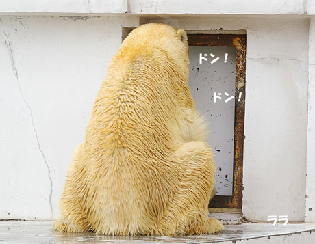 円山動物園 ホッキョクグマ イコロ キロル