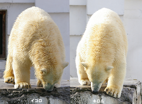 円山動物園 ホッキョクグマ イコロ キロル