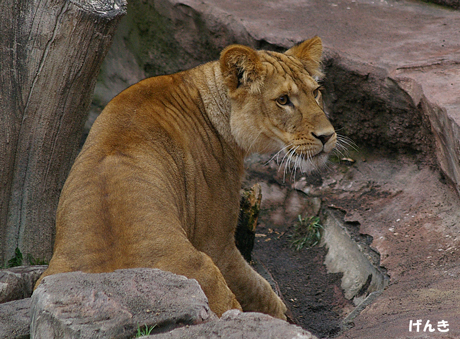 円山動物園　ライオン　げんき