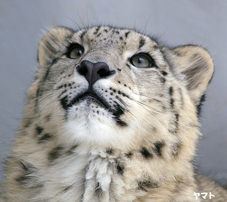 円山動物園 ユキヒョウ ヤマト ユッコ