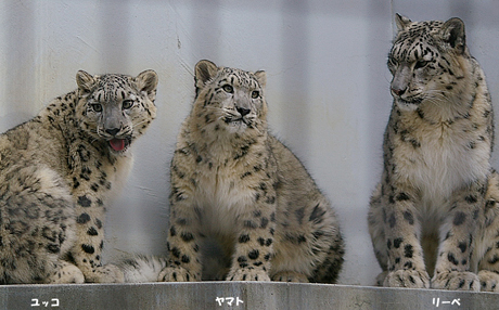 円山動物園 ユキヒョウ リーベ  ヤマト ユッコ