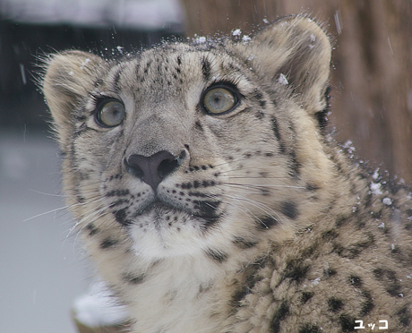 円山動物園 ユキヒョウ ユッコ