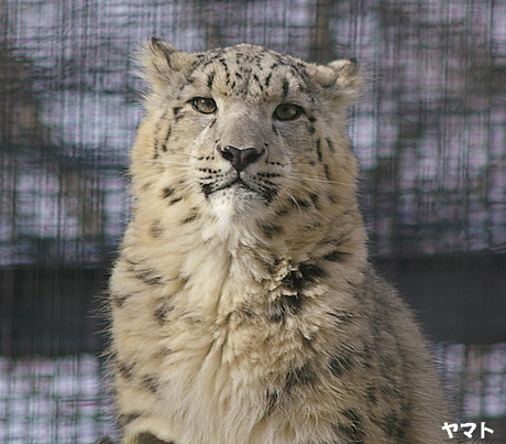 円山動物園 ユキヒョウ ヤマト ユッコ