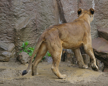 閉園