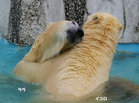 円山動物園 ホッキョクグマ ララ イコロ