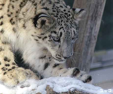 円山動物園 ユキヒョウ ヤマト ユッコ