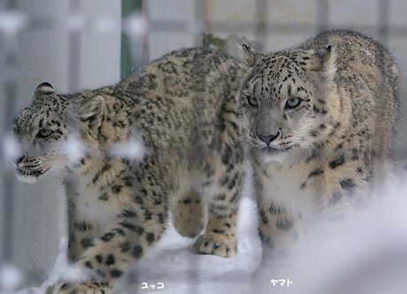 円山動物園 ユキヒョウ ユッコ　ヤマト