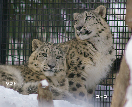 円山動物園 ユキヒョウ ヤマト ユッコ