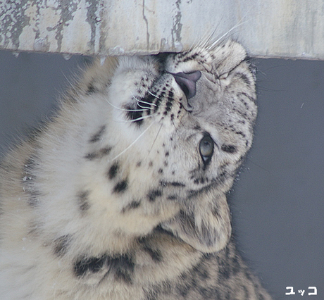 円山動物園 ユキヒョウ ユッコのニオイ付け