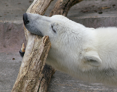 ふが