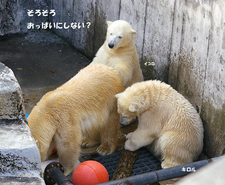 円山動物園　ホッキョクグマ