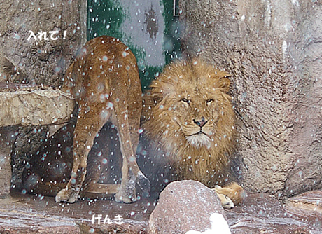円山動物園-ライオン