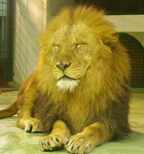 円山動物園 ライオン