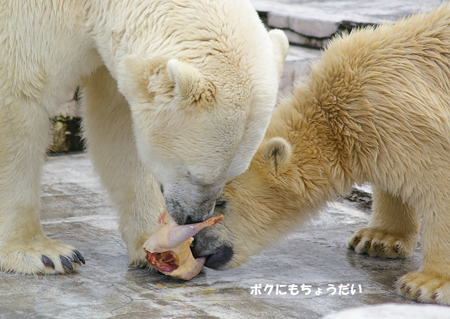 ぼくにも