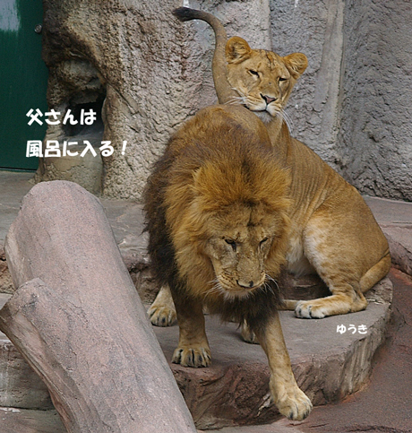 円山動物園 リッキー
