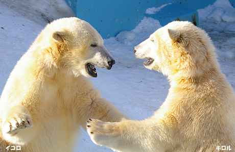 円山動物園 ホッキョクグマ イコロ キロル