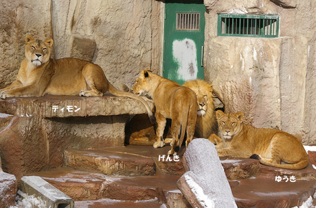 円山動物園ライオン　リッキー げんき