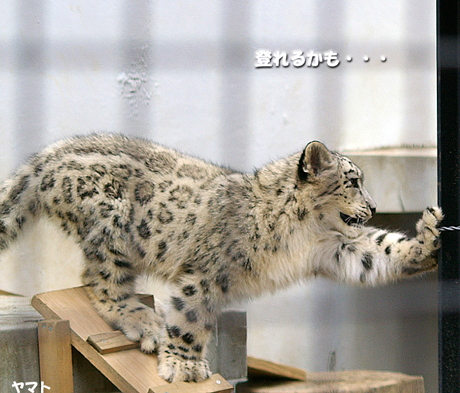 登れるかも