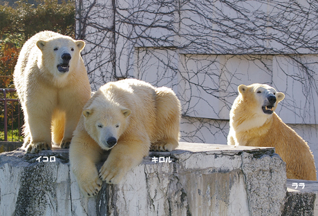 円山動物園 ホッキョクグマ イコロ　キロル