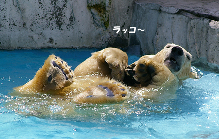 ラッコ