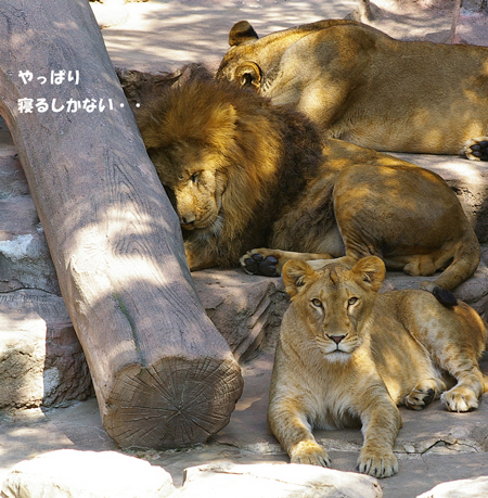 ねるしか