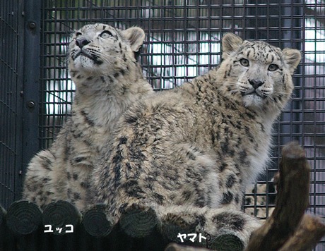 円山動物園 ヤマト ユッコ