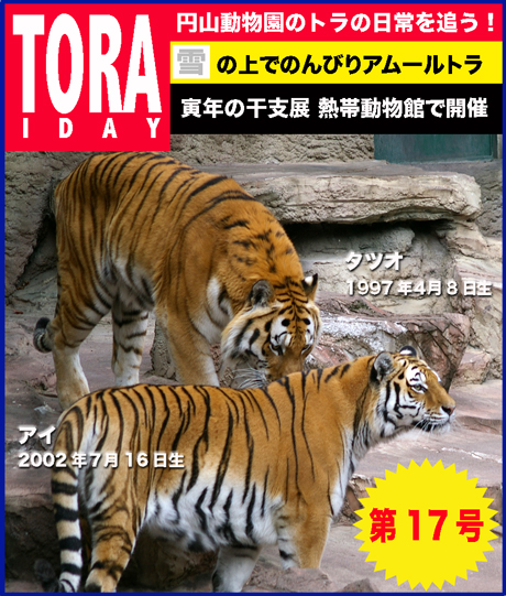 円山動物園 アムールトラ タツオ アイ