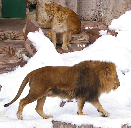 円山動物園 ライオン