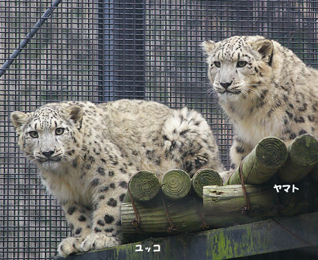 円山動物園 ユキヒョウ ユッコ ヤマト