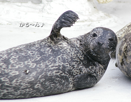 おいで