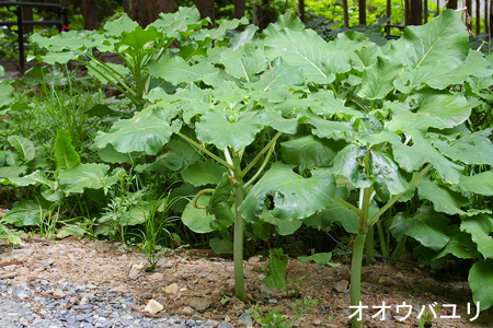 オオウバユリ