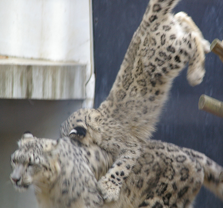 飛びかかる