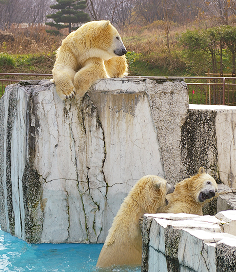 ララ　イコロ　キロル