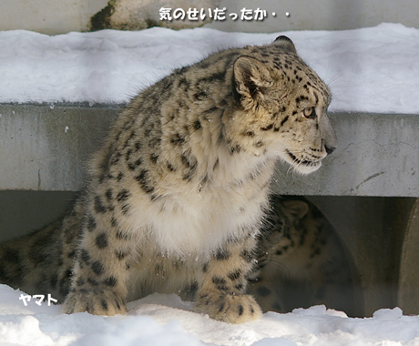 気のせい