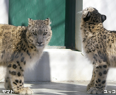 ユキヒョウ