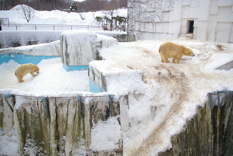 円山動物園 ホッキョクグマ イコロ キロル ララ