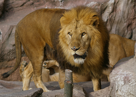 円山動物園 ライオン