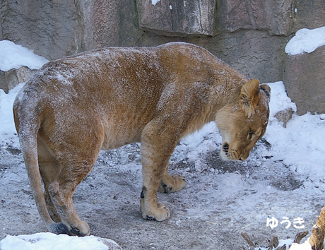 円山動物園 ライオン