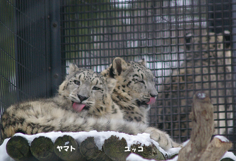 ヤマトとユッコ