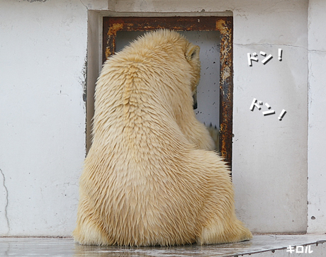 円山動物園 ホッキョクグマ イコロ キロル ララ