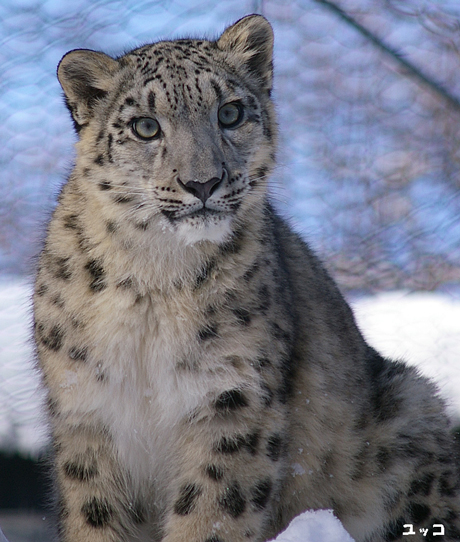 円山動物園 ユキヒョウ ユッコ